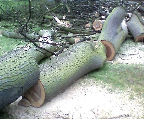 healthy tree ? healthy tree ?